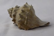 [m]vente de fossiles, coquille fossile