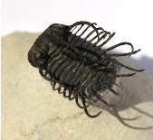 koneprusia , trilobite , fossile à vendre