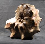 ammonite , ammonite à vendre , mammites , lithologia