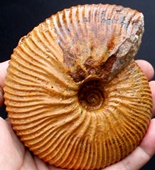 [m]Macrocephalites , fossile à vendre, ammonite jurassique