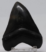 Carcharodon, megalodon, vente de fossile